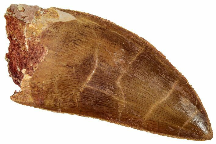 Serrated Carcharodontosaurus Tooth - Excellent Preservation #329923